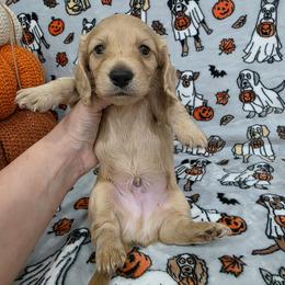 Cream boy - Cream male Dachshund puppy in West Plains, Missouri from Spring Creek Dachshunds