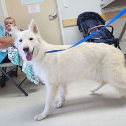 Star - German Shepherd