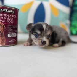 Chihuahua Puppies from Moon Made Farm