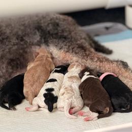 Girl 4 - Tri-color female Bernedoodle puppy in Pottstown, Pennsylvania from Willow-Be Doodles