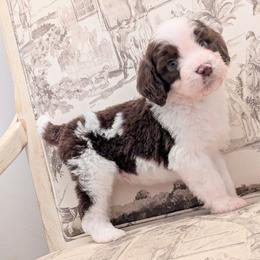 Rocky - Brown and white male Aussiedoodle puppy in Pamplin, Virginia from Hope & Joy Acres