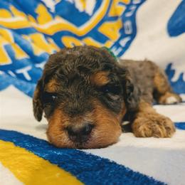 Waylon - Blue merle male Aussiedoodle puppy in Yacolt, Washington from Aussiedoodles by Maggie