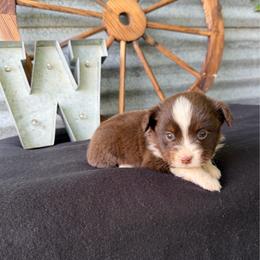 Bean - Red tri male Miniature Australian Shepherd puppy in Checotah, Oklahoma from Wild Outlaw Aussies