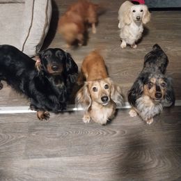 Dachshund Puppies from Misty's Dachshunds