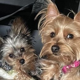 Yorkshire Terriers from Kei’s Yorkies