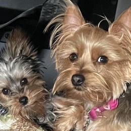Yorkshire Terriers from Kei’s Yorkies