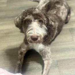 Charlotte - Labradoodle