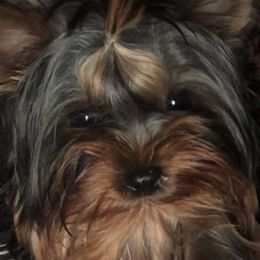 Yorkshire Terriers from Whispering Pines Yorkies and Biewers
