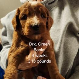 Dark green male - Red male Bernedoodle puppy in Fairmount, Indiana from Capens' Doodles,Poodles and Poo's