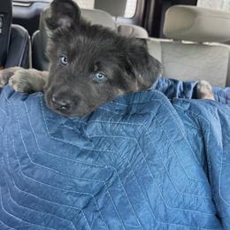 German Shepherd Puppies from Combat Creek German Shepherds