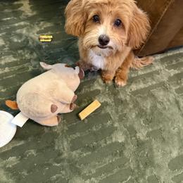 Havapoo Puppies from Havapoo Kennels