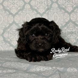 Spanky - Black male Cavapoo puppy in Nashville, Arkansas from Rocky Road Puppies