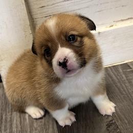 American Corgi and Pembroke Welsh Corgi Puppies from Woodwick Corgis