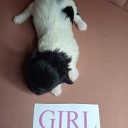 Girl 2 - Black and white female Shorkie puppy in Boca Raton, Florida from Tina-Marie's Pups