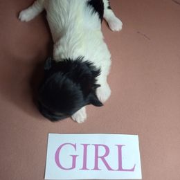 Girl 2 - Black and white female Shorkie puppy in Boca Raton, Florida from Tina-Marie's Pups