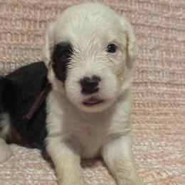Burgundy - Gray and white female Old English Sheepdog puppy in Iowa from Midwest Puppy Paws