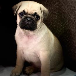 Apollo - Fawn male Pug puppy in Chula Vista, California from House of Pugs and French BullDogs