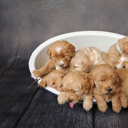 Goldendoodle puppies from Sweet Oakley Doodles