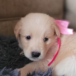 Leia Organa - Golden Golden Retriever puppy in Ocean City, Washington from Mary Market's Sundancin' Goldens