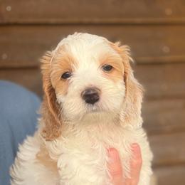 Ansel - Red and white male Cockapoo puppy in Holton, Indiana from MoonShine Babies