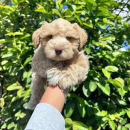 Boy 1 - Wheaten male Miniature Schnauzer puppy in Santa Ana, California from Thehood_weenies