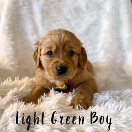 Golden Retriever Puppies from PDA Goldens