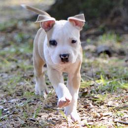 Rocket - Red male American Staffordshire Terrier puppy in St. Augustine, Florida from LBK & Ancient City