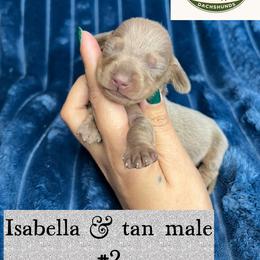 Little boy blue - Fawn (isabella) and tan male Dachshund puppy in Beggs, Oklahoma from Parker House Dachshunds