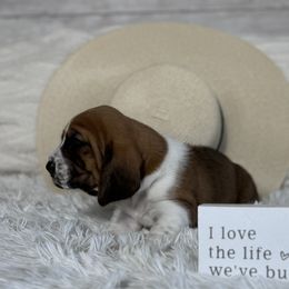 Basset Hound Puppies from AKC Basset Hounds Puppy