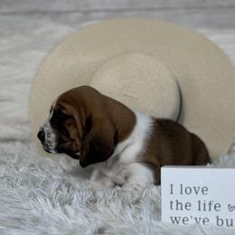Basset Hound Puppies from AKC Basset Hounds Puppy