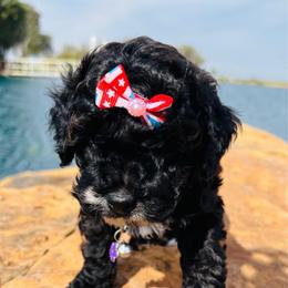 Jeanette - Black and white female Cavapoo puppy in Kingfisher, Oklahoma from Perdue Puppies