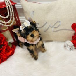 Yorkshire Terrier Puppies from Green Mountain Designer Yorkies