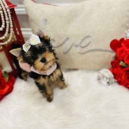 Yorkshire Terrier Puppies from Green Mountain Designer Yorkies
