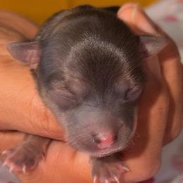 Star - Chocolate female Chihuahua puppy in Hasting, Florida from Fiesta Pups