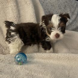 Ollie - male Yorkshire Terrier puppy in Yukon, Oklahoma from Sweet Pea's Yorkies