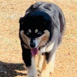 Oakley - Miniature Australian Shepherd
