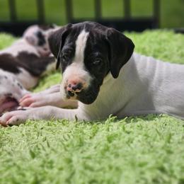 Princess Meghan - Black and white female Great Dane puppy in Brookings, South Dakota from Debonair Danes