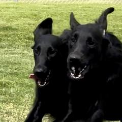 Flat-Coated Retrievers from Meadowlark Flat Coated Retrievers