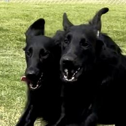 Flat-Coated Retrievers from Meadowlark Flat Coated Retrievers