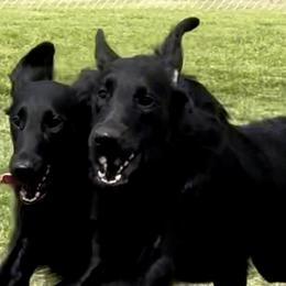 Flat-Coated Retrievers from Meadowlark Flat Coated Retrievers