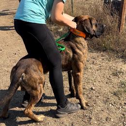 Woody - Boerboel