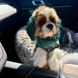 Cavalier King Charles Spaniel Puppies from Cavaliers of House Northup