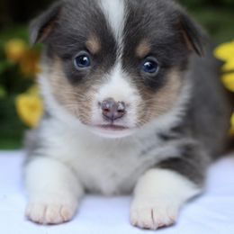 American Corgi and Basset Hound Puppies from High Hopes Hounds