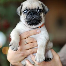 Boy 1 - male Pug puppy in Spokane, Washington from Sweet Mercy Farm