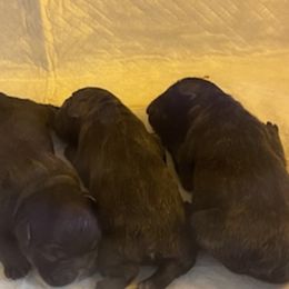French Bulldog Puppies from FIRMEFRENCHIEZ_909