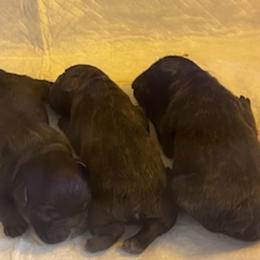 French Bulldog Puppies from FIRMEFRENCHIEZ_909