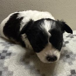 Anakin - Black and white male Chihuahua puppy in Hackleburg, Alabama from Clements Chihuahua
