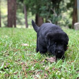 German Shepherd Puppies from Zwinger vom Schneider Wald