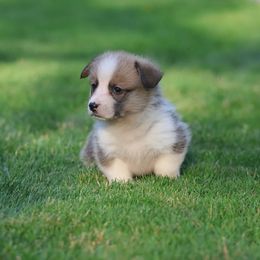 Jackson - Red male Pembroke Welsh Corgi puppy in Morgantown, Pennsylvania from Goldstar Puppies (License Number 18519)