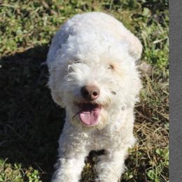 Yael - Lagotto Romagnolo
